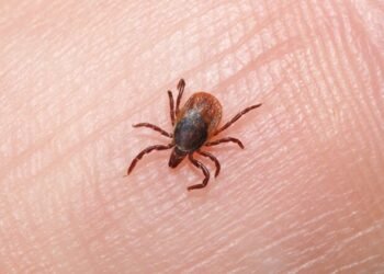 Cuenta Nuevo León con 500 casos sospechosos de Rickettsia