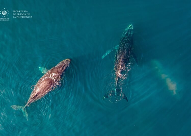 Avistamiento de Ballenas jorobadas sorprende a turistas de crucero en El Salvador