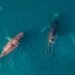 Avistamiento de Ballenas jorobadas sorprende a turistas de crucero en El Salvador