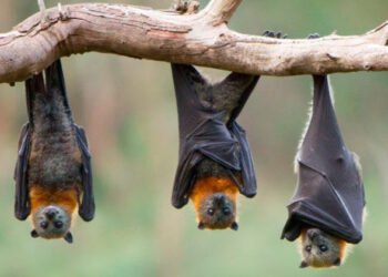 Menores son declarados con muerte cerebral tras ser mordidos por un murciélago en Oaxaca