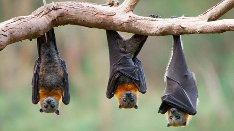 Menores son declarados con muerte cerebral tras ser mordidos por un murciélago en Oaxaca