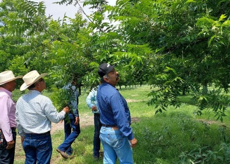 Programa de Cultivos Alternativos de Coahuila. Foto: Especial.