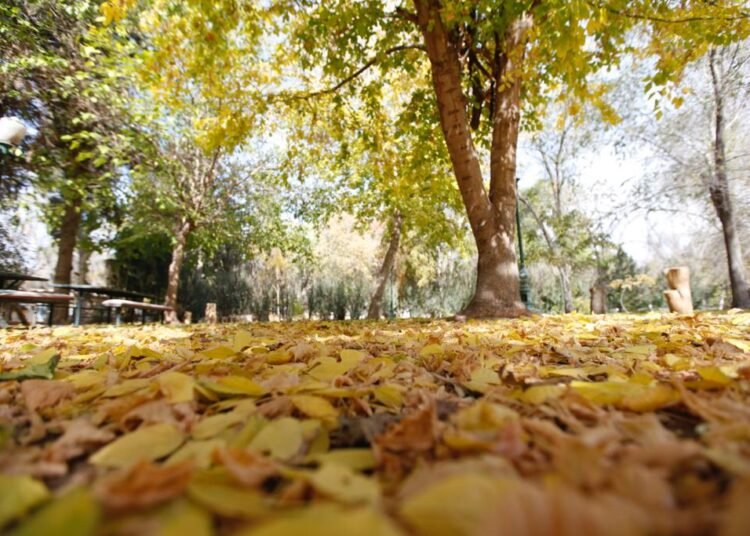 Vivero El Chamizal