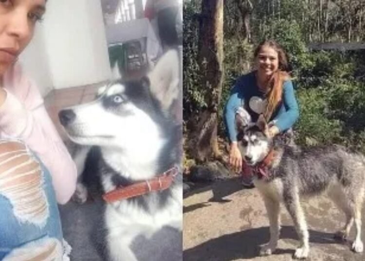 Perro