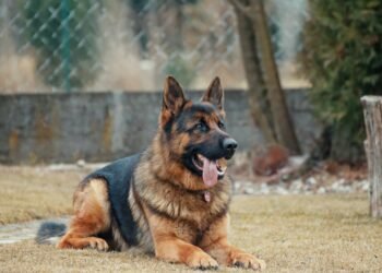 Las mascotas deben de tener cuatro vacunas contra la rabia