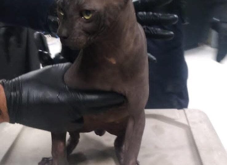Gato egipcio tatuado