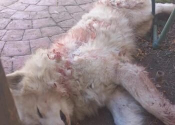 El supuesto cadáver del perro fue encontrado al norte de Saltillo