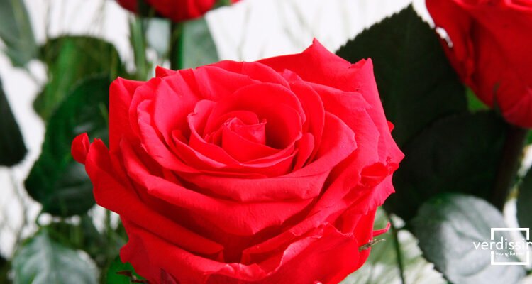 rosas eternas online que se mantienen perfectas más de tres años