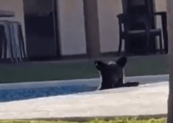 ¡Qué calor! Oso se relaja en alberca en Monterrey 