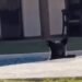 ¡Qué calor! Oso se relaja en alberca en Monterrey 