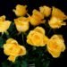 Flores amarillas
