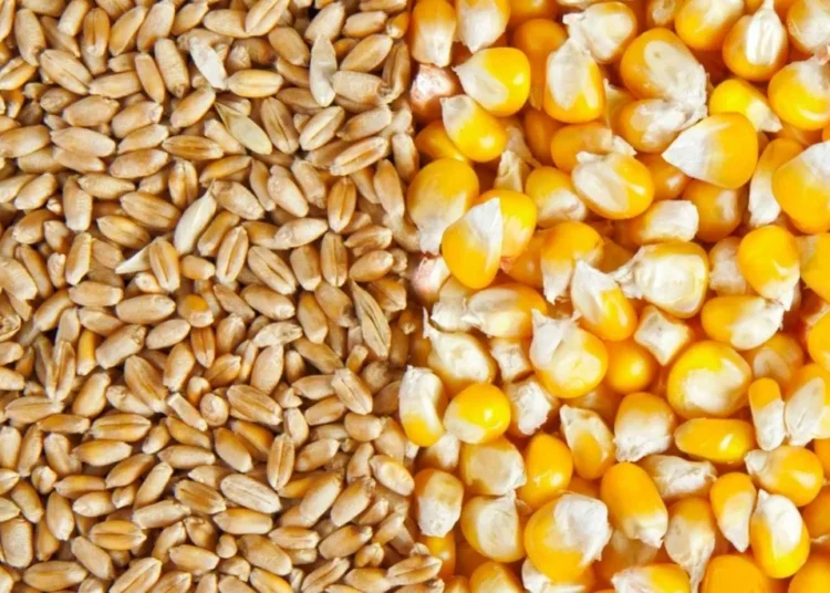 Buscan mejores condiciones de precio para la tonelada de maíz y trigo, PEMEX, Culiacán