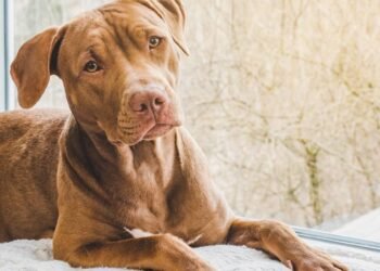 ¿Perros pitbull son una raza peligrosa?