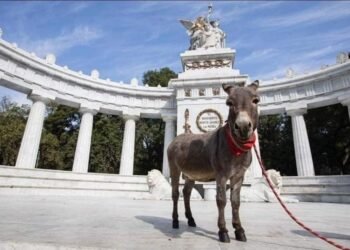 «Tribilin, el burro que conquista las redes sociales en su misión de rescate»