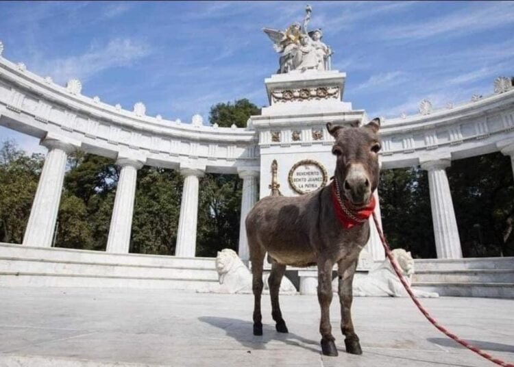 «Tribilin, el burro que conquista las redes sociales en su misión de rescate»