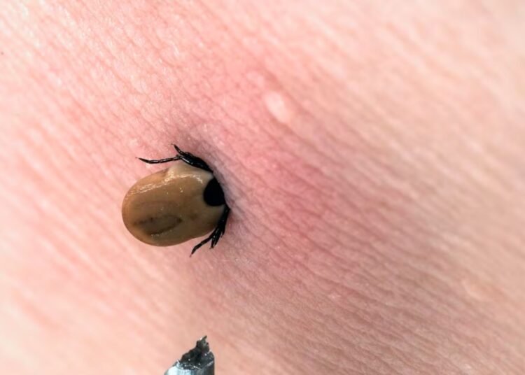 Alerta de Enfermedad Transmitida por Garrapatas: Viajeros Provenientes de México en Riesgo