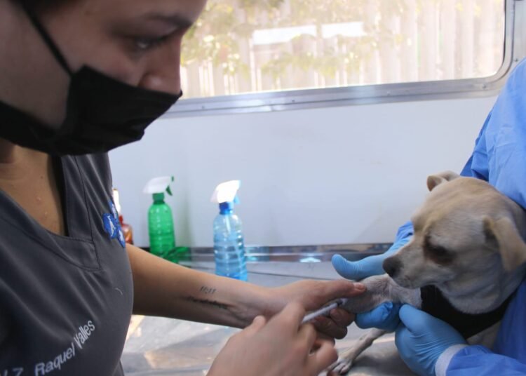 Gobierno Municipal de Chihuahua ofrece servicio gratuito de esterilización de mascotas en enero