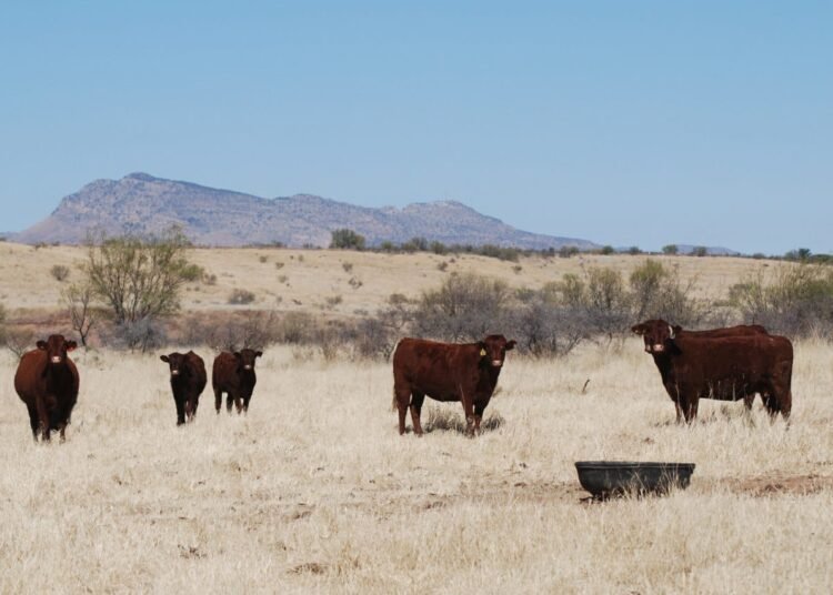 Unión Ganadera Regional de Chihuahua Fortalece la Sanidad del Ganado mediante Barrido para Detectar TB y BR