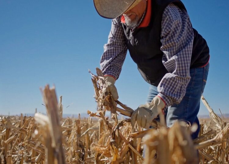 Asegura Domingo Portillo su producción gracias a los apoyos estatales al sector agrícola en Chihuahua