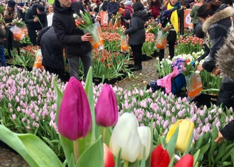 Un Estallido de Color: Ámsterdam Celebra el Día de Tulipanes Gratis en Enero