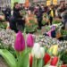 Un Estallido de Color: Ámsterdam Celebra el Día de Tulipanes Gratis en Enero