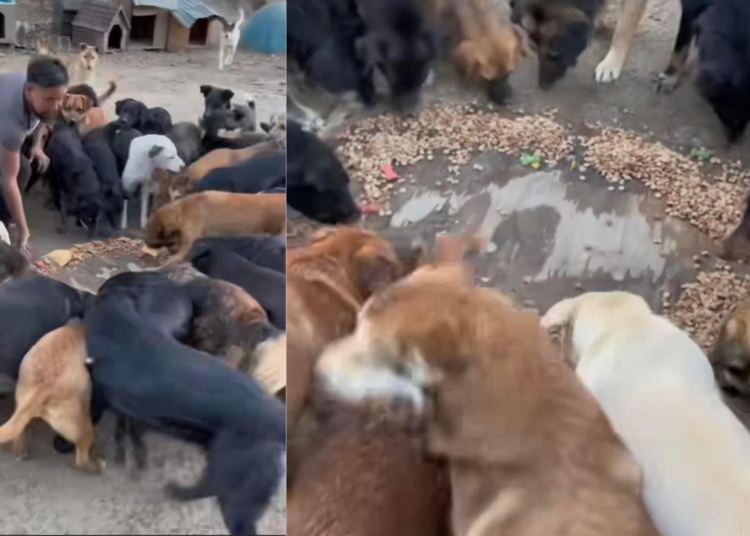 Acto conmovedor en Tlaxcala: Rosca de Croquetas para Perritos Rescatados en el Día de Reyes