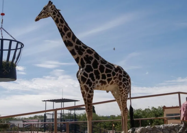 Gobierno del Estado informa de un nuevo hogar para «Benito» en Africam Safari, Puebla