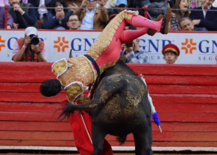 Torero Héctor Gutiérrez Sufre Grave Cornada en la Plaza México: Estado Crítico pero Estable»