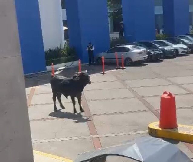 Toro causa revuelo en estacionamiento de la Unidad Santa Teresa «La Salle»