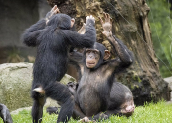 Chimpancés y Abejorros Demuestran Habilidad de Aprendizaje Social en Estudios Recientes