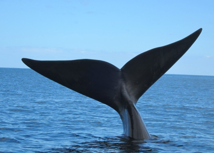 Japón considera añadir la ballena de aleta a su lista de caza comercial