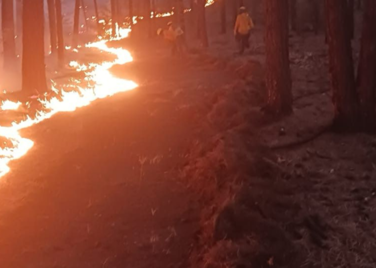 Refuerzan Lucha Contra Incendios en la Sierra Tarahumara
