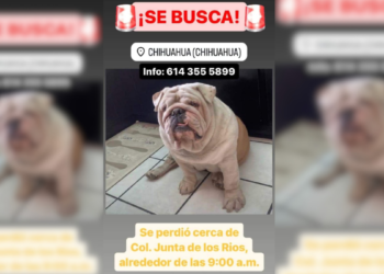 Servicio a la comunidad: Se busca perro extraviado cerca de Av. Junta de los Ríos