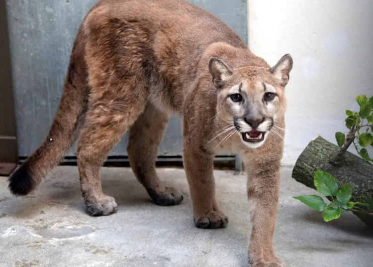 Puma entra en jardín y mata a gato frente a los dueños