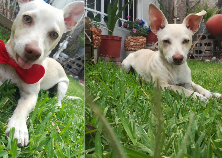 Servicio a la comunidad: Se busca a Duki, perro extraviado en Chihuahua