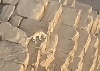¡Sin miedo al éxito! Un perro escala hasta la cima de la Gran Pirámide de Giza