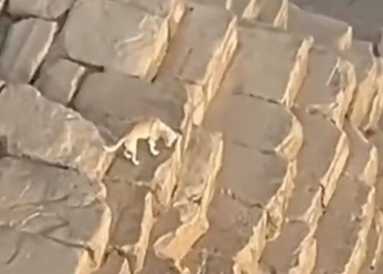 ¡Sin miedo al éxito! Un perro escala hasta la cima de la Gran Pirámide de Giza