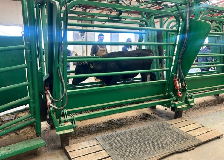 Incrementa volumen de exportación de ganado a Estados Unidos por puerto de Ojinaga