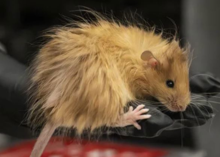 Ciencia da el primer paso para revivir al mamut lanudo