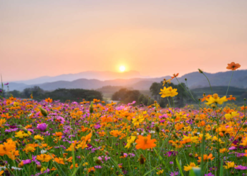 Equinoccio de primavera 2025: el inicio de una nueva estación
