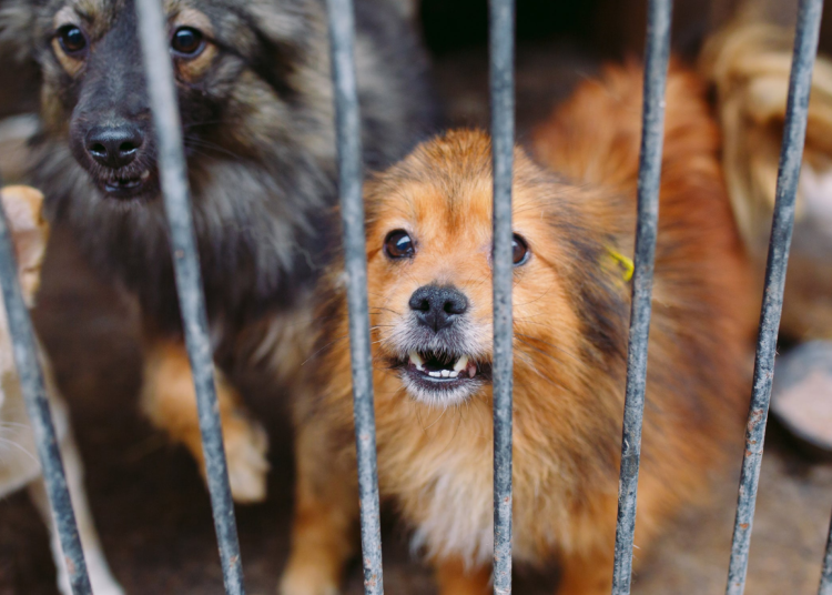 Maru Campos condena violencia animal y anuncia acciones contundentes en Chihuahua