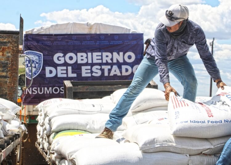 Abre Secretaría de Desarrollo Rural convocatoria para programa de maíz subsidiado