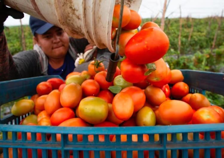 EE.UU. impone arancel del 20.91 % a la mayoría de los tomates mexicanos