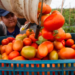 EE.UU. impone arancel del 20.91 % a la mayoría de los tomates mexicanos