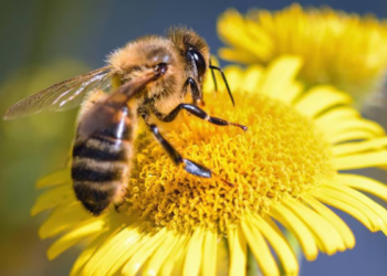 20 de mayo: Día Mundial de las Abejas, guardianas de la vida en el planeta