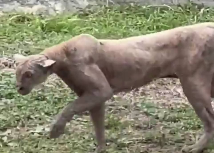 Avistan a puma cazando en residencial de lujo en Monterrey: alerta por invasión humana a su hábitat