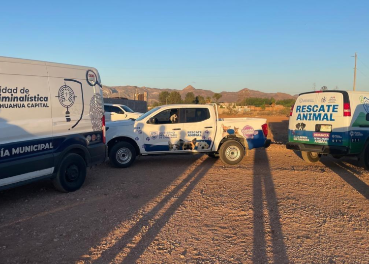 Avanza investigación sobre perritos cubiertos con chapopote en Chihuahua Capital