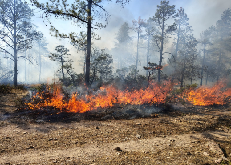Seis incendios forestales activos en Chihuahua; autoridades trabajan en su control