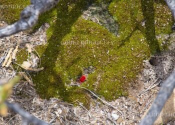 Emergen tras la lluvia los misteriosos “ácaros de terciopelo” en Jiménez, Chihuahua