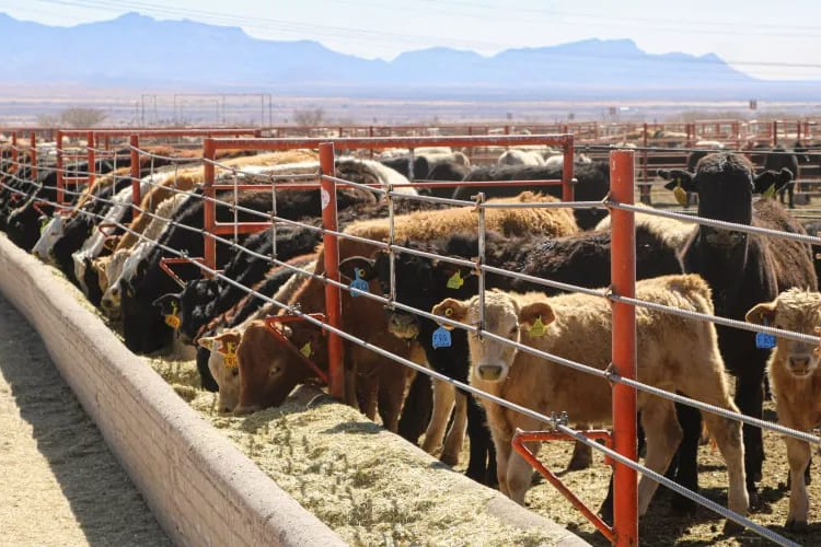 Gobierno del Estado blinda a Chihuahua contra el Gusano Barrenador